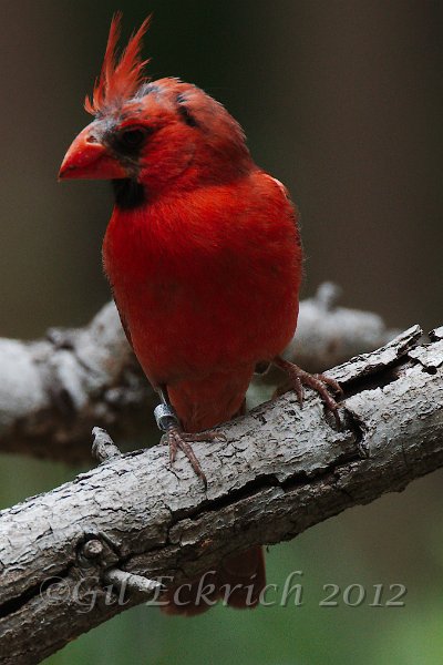 Banded Northern Cardinal 2012-05-05.jpg